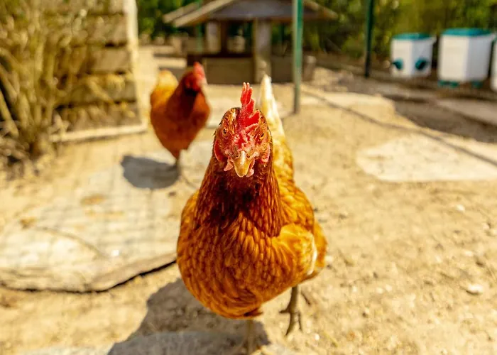 Vila Eden - Le Luxe Pres Des Vignobles Charentais